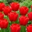 Тюльпан Spring Song фото