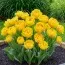 Тюльпан Yellow Pompenette фото