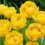 Тюльпан Yellow Pompenette фото