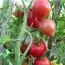 Томат Абаканский розовый фото