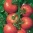 Томат Аликанте фото