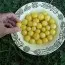 Томат Snow Berry фото
