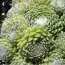 Каменная роза Tomentosum фото