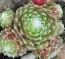 Каменная роза Tomentosum фото