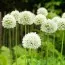 Аллиум Hirtifolium Var. Album фото