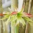 Амариллис Emerald фото