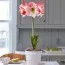 Амариллис Cherry Blossom фото