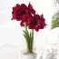 Амариллис Red Pearl фото