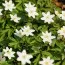 Анемона Nemorosa фото