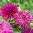 Георгина Purple Gem фото