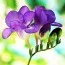 Фрезия Single Purple (Акционная) фото