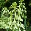Гальтония Viridiflora фото