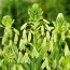 Гальтония Viridiflora фото
