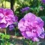 Гибискус сирийский Lavender Chiffon фото
