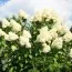 Гортензия Grandiflora фото