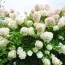 Гортензия Grandiflora фото