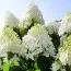 Гортензия Grandiflora фото