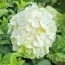 Гортензия Wudu White фото
