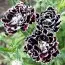 Гвоздика китайская Черное и Белое фото