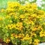 Хризантема Золотой мяч фото
