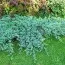 Можжевельник Blue Carpet фото