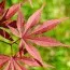 Клён японский Atropurpureum фото