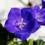 Колокольчик карпатский Синий гном фото