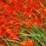 Крокосмия Fire King фото