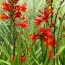 Крокосмия Red King фото