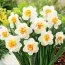 Нарцисс Flower Drift фото