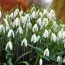 Набор подснежников Nivalis фото