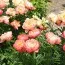 Пион Coral Sunset 3-5 почек фото