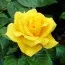 Роза Golden Wedding фото