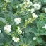 Снежноягодник White Hedge фото