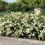 Снежноягодник White Hedge фото