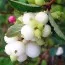 Снежноягодник White Hedge фото