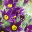 Прострел Vulgaris Violet фото
