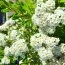 Спирея Snowmound фото