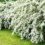Спирея Snowmound фото