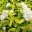 Спирея White Gold фото