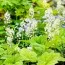 Тиарелла Cordifolia фото