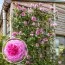 Роза Gertrude Jekyll фото