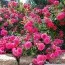 Роза Knirps фото