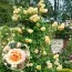 Роза плетистая Ginger Syllabub фото
