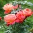 Роза Queen of Hearts фото