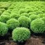 Туя Mr. Bowling Ball фото