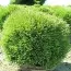 Туя Mr. Bowling Ball фото