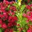 Вейгела Red Prince фото