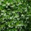 Трахелоспермум Jasminoides фото