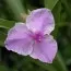 Традесканция Pink Chablis фото
